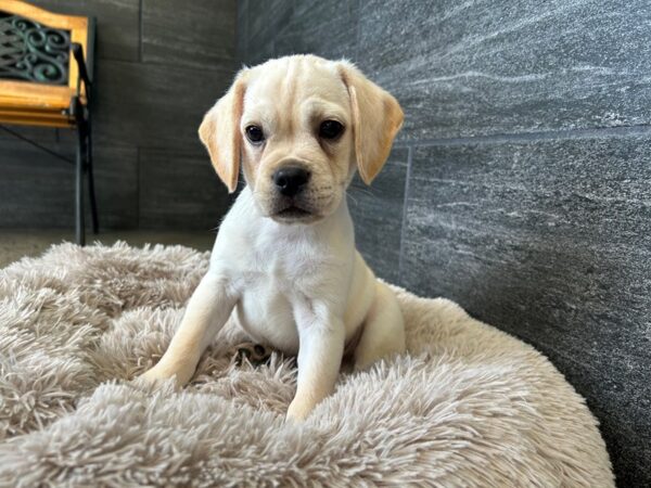 [#2194] Apricot Fawn Male Puggle Puppies For Sale