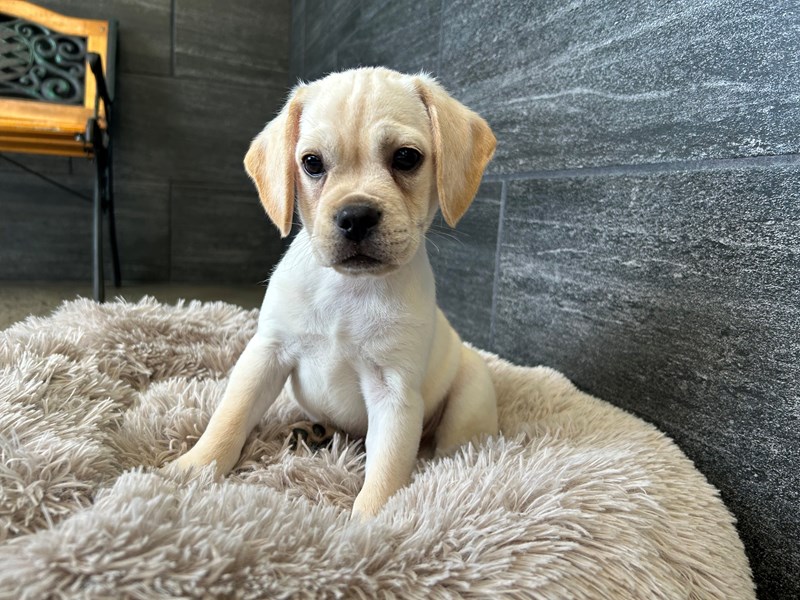 Puggle - 2194 Image #1