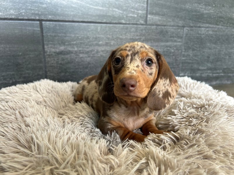 Dachshund Dog Male Chocolate / Tan 2189