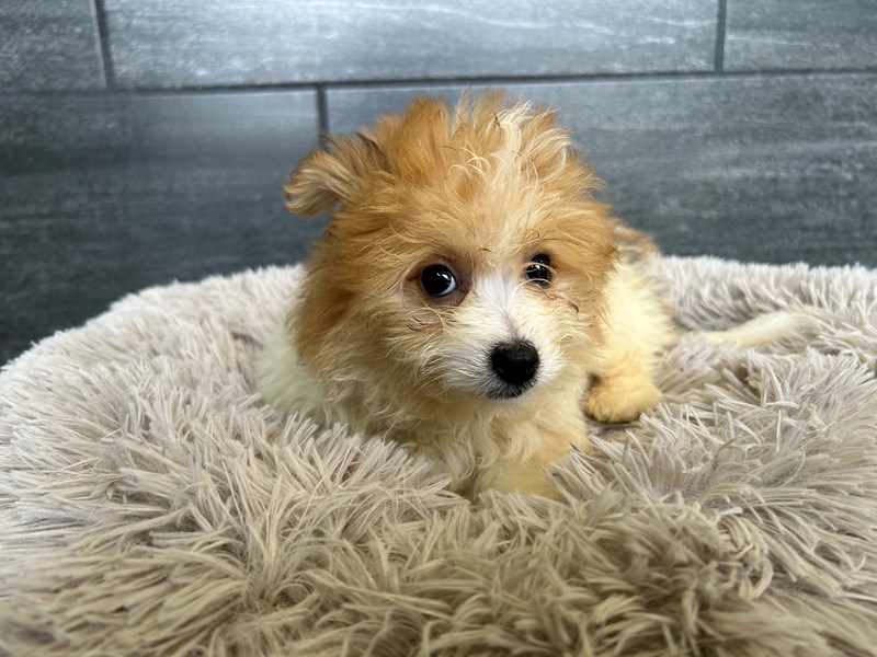 Pomapoo - 2197 Image #1