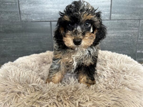 [#2187] Blue Merle Male Poodle Puppies For Sale
