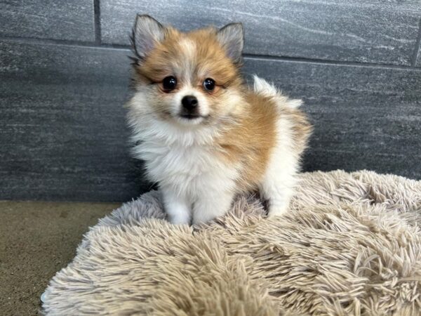 [#2185] Orange Male Pomeranian Puppies For Sale
