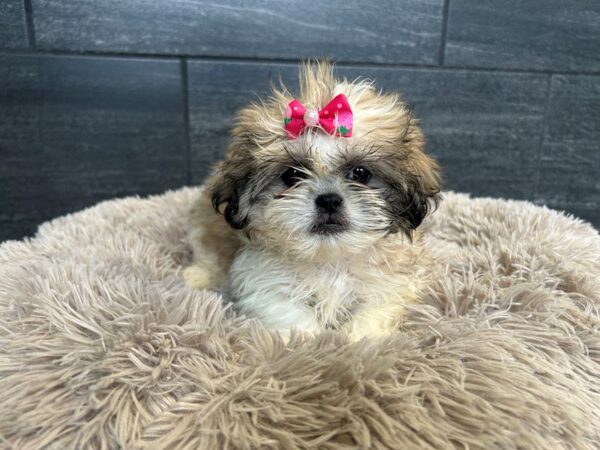 [#2188] Gold and White Female Shih Tzu Puppies For Sale