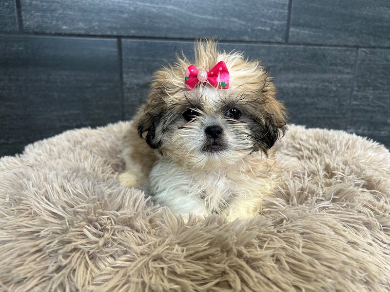 Shih Tzu - 2188 Image #1