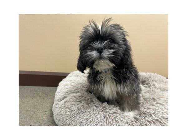 [#2205] Grizzle Male Lhasa Apso Puppies For Sale