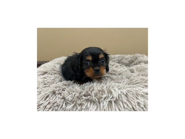 [#2202] Black and Tan Male Cavalier King Charles Spaniel Puppies For Sale