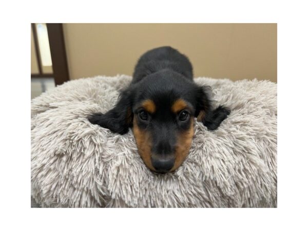 [#2210] Black / Tan Male Dachshund Puppies For Sale