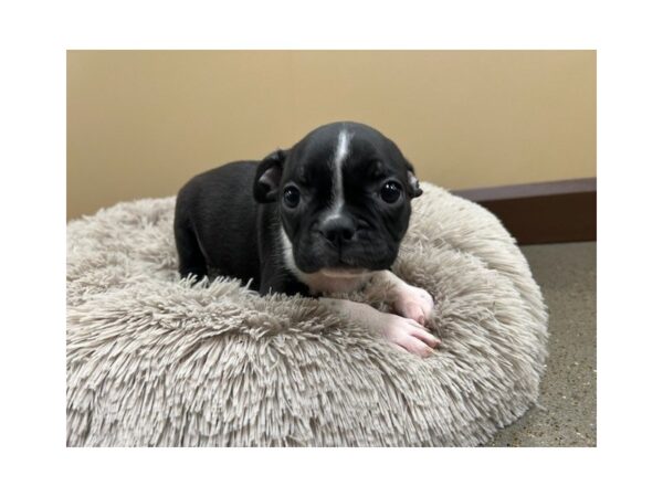 [#2201] Black and White Female Boston Terrier Puppies For Sale