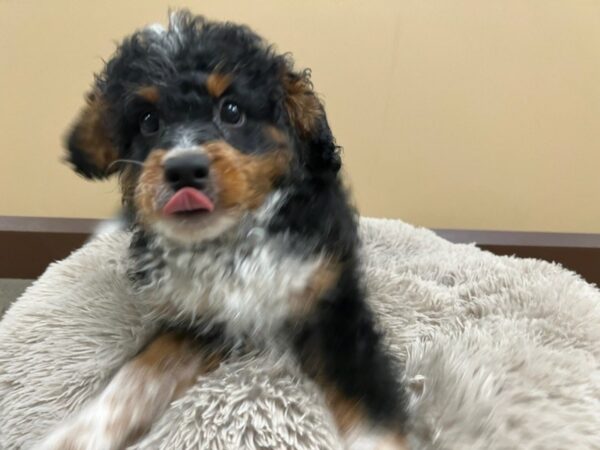 [#2212] Black White / Tan Male Bernedoodle Mini 2nd Gen Puppies For Sale