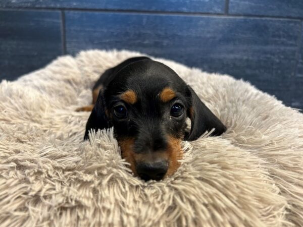 [#2228] Male Dachshund Puppies For Sale