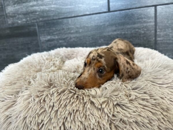 [#2227] Female Dachshund Puppies For Sale