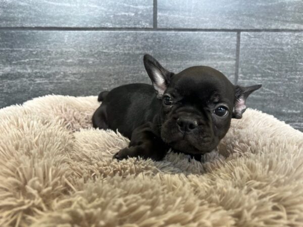 [#2224] Black Male French Bulldog Puppies For Sale