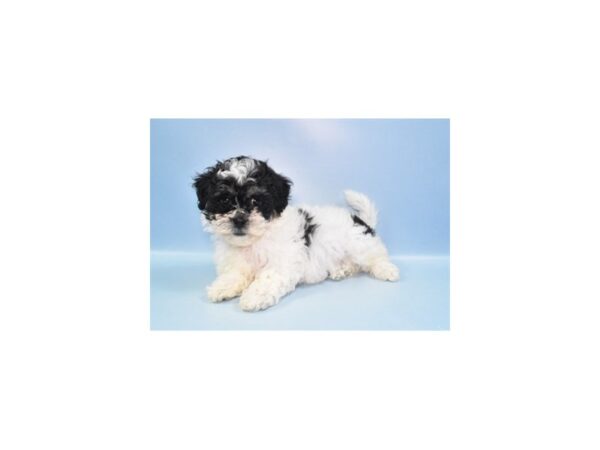 [#2244] Black and White Male Teddy Bear Puppies For Sale