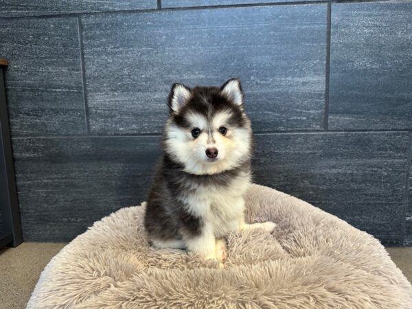 [#2238] Gray / White Female Pomsky Puppies For Sale