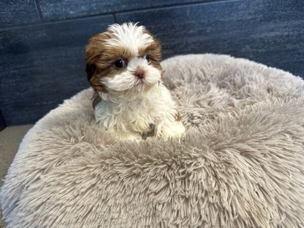 [#2236] Chocolate / White Female Shih Tzu Puppies For Sale