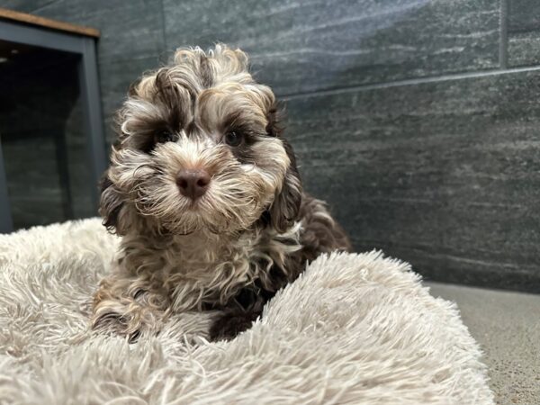 [#2234] Chocolate Merle Male Cock A Poo Puppies For Sale
