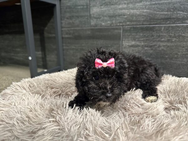 [#2246] Black Female Poodle Puppies For Sale