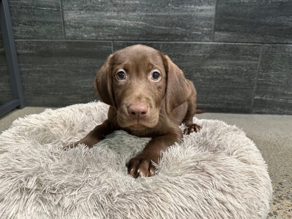 [#2242] Chocolate Male Labrador Retriever Puppies For Sale