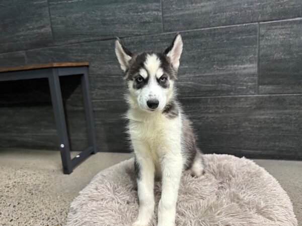 [#2235] Black / White Female Siberian Husky Puppies For Sale