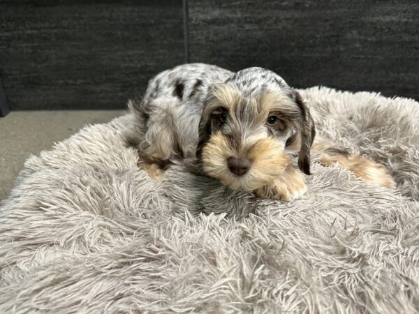[#2233] Chocolate Merle Male Miniature Schnauzer Puppies For Sale