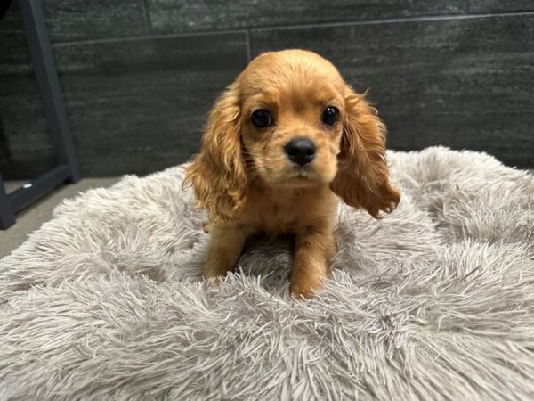 [#2247] Red Female Cockapoo Puppies For Sale