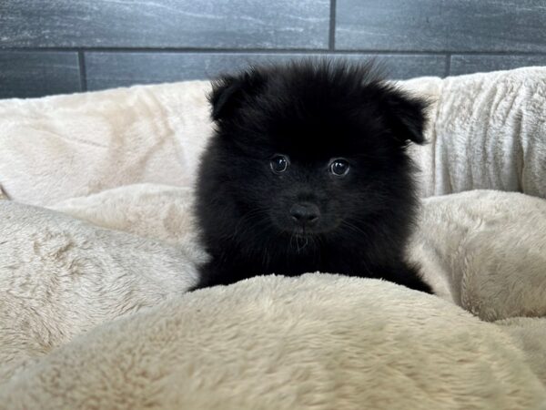 [#2312] Black Male Pomeranian Puppies For Sale