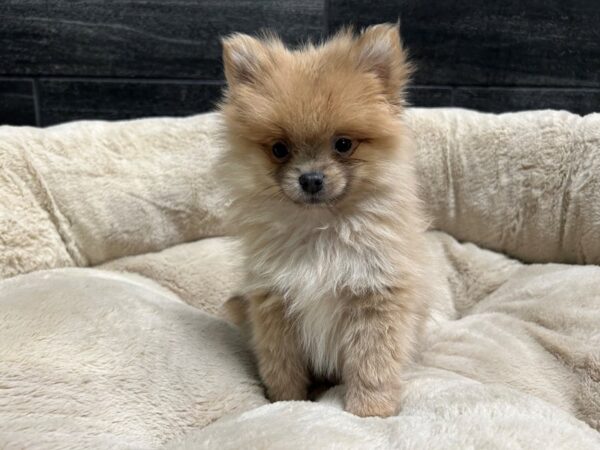 [#2319] Sable Male Pomeranian Puppies For Sale