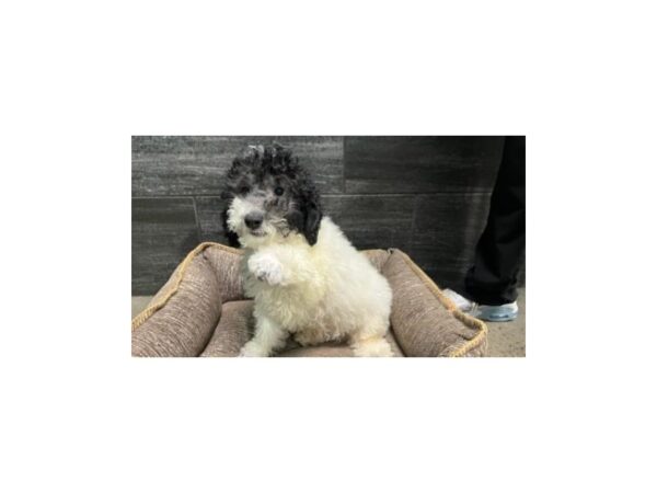 [#2335] Black / White Male Poodle Mini Puppies For Sale