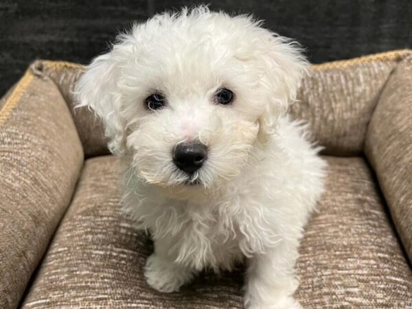 [#2343] White Male Bichon Frise Puppies For Sale