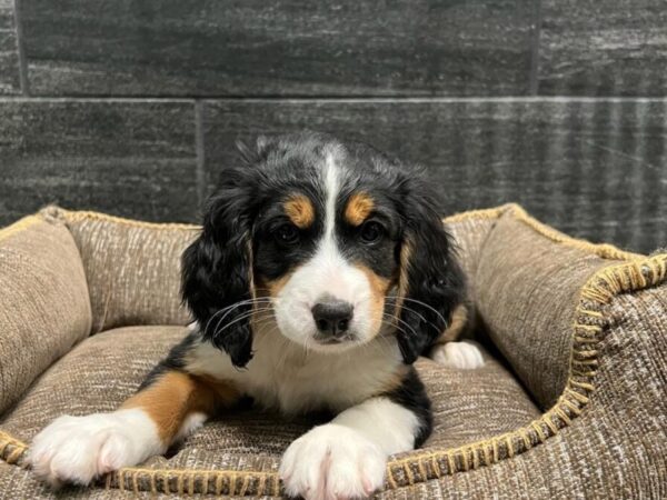 [#2353] Black/Tan Female Miniature Bernedoodle Puppies For Sale