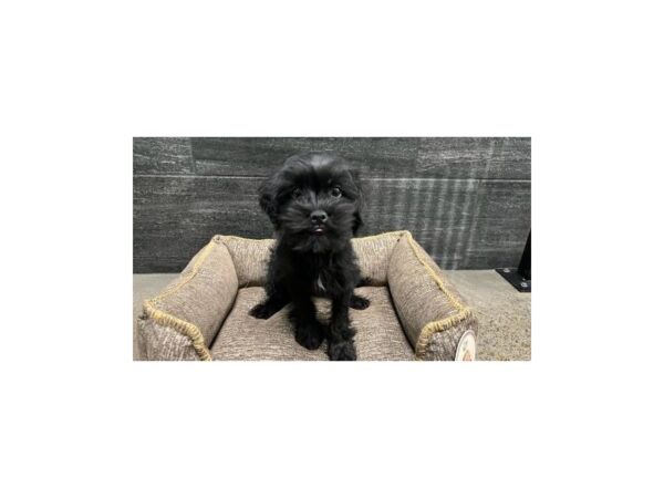 [#2351] Black Male Havatzu Puppies For Sale
