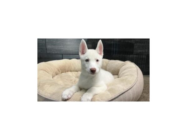 [#2356] White Male Siberian Husky Puppies For Sale