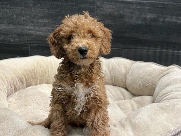[#2352] Apricot Male Miniature Goldendoodle Puppies For Sale