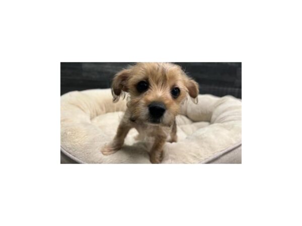 [#2322] Tan Male Yorkshire Terrier Puppies For Sale