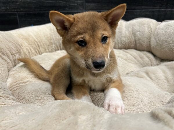 [#2369] Red Male Shiba Inu Puppies For Sale