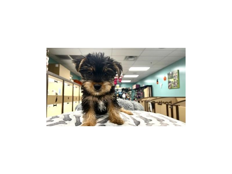 Yorkshire Terrier - 2282 Image #1