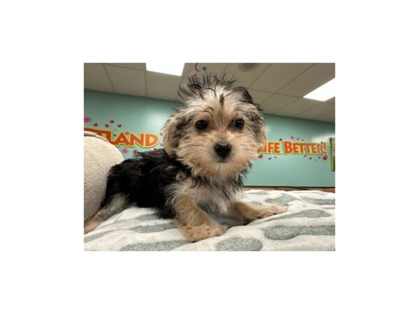 [#2497] Black / Tan Male Morkie Puppies For Sale