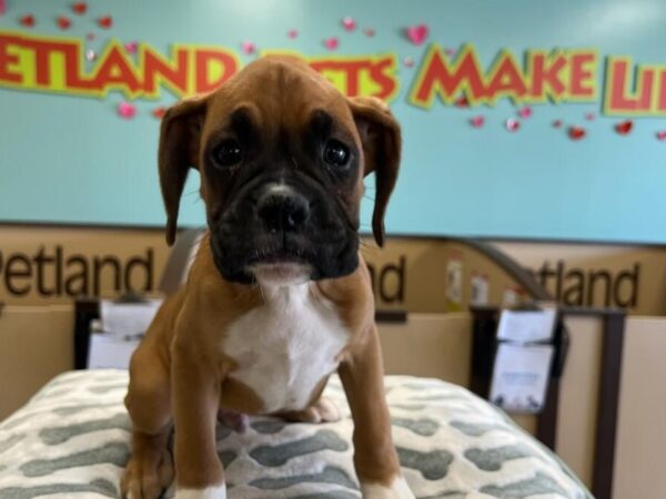 [#2504] Mahogany Male Boxer Puppies For Sale