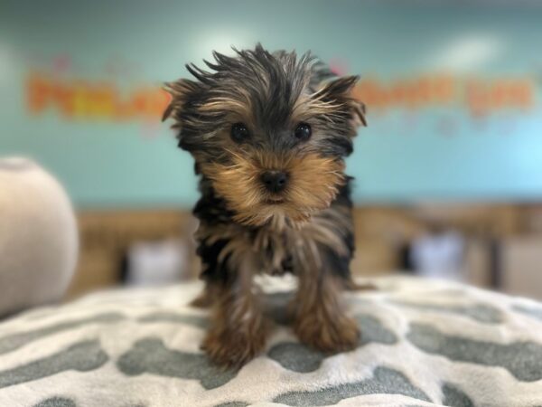 [#2524] Black / Tan Female Yorkshire Terrier Puppies For Sale