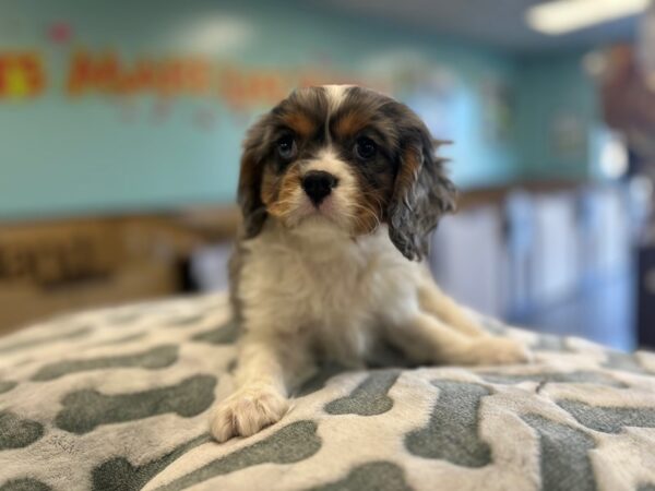 [#2520] Black / White Male Cavalier King Charles Spaniel Puppies For Sale