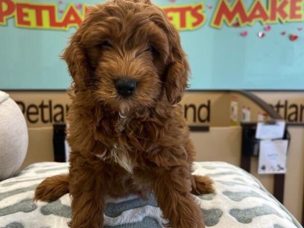 [#2526] Red Male Miniature Goldendoodle Puppies For Sale