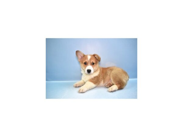 [#2533] Red Male Pembroke Welsh Corgi Puppies For Sale