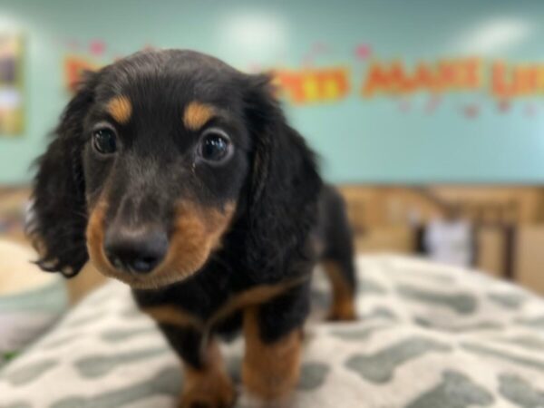 [#2544] Black and Tan Male Dachshund Puppies For Sale