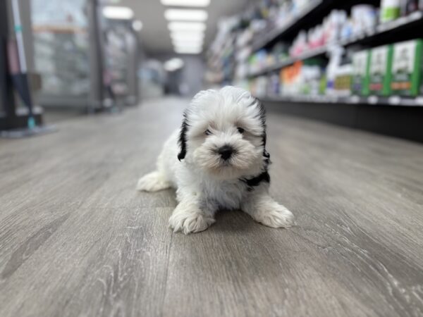 [#2544-02] Black / White M Coton de Tulear Puppies for Sale