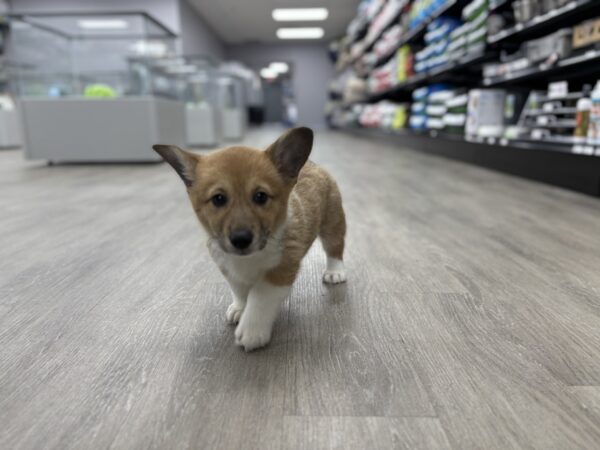 [#25128-02] Sable / White F Pembroke Welsh Corgi Puppies for Sale