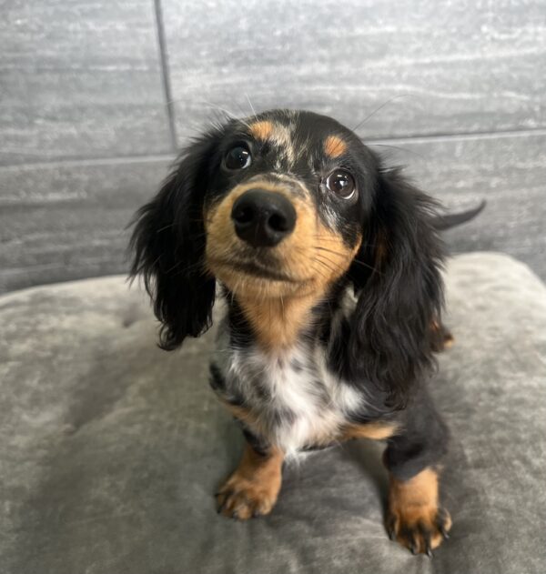 [#L15399] Black and Silver Dapple M Dachshund Puppies for Sale