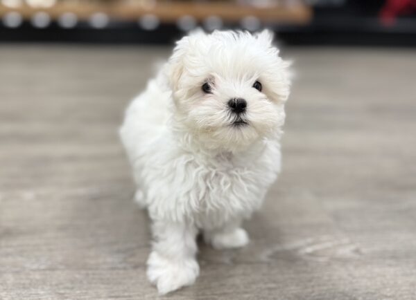 [#25134-02] M Maltese Puppies for Sale