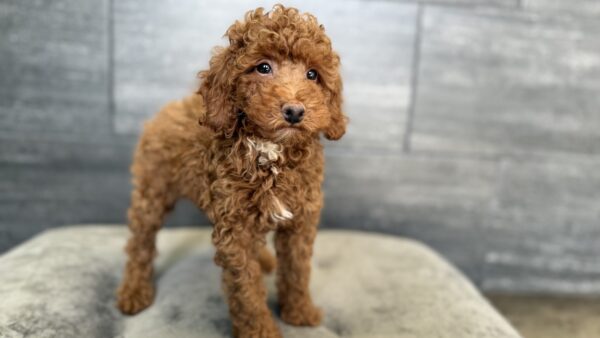 [#25146-02] Red M Poodle Puppies for Sale