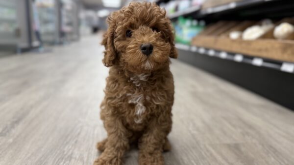 [#25314-01] Red M Cavapoo F1 Puppies for Sale