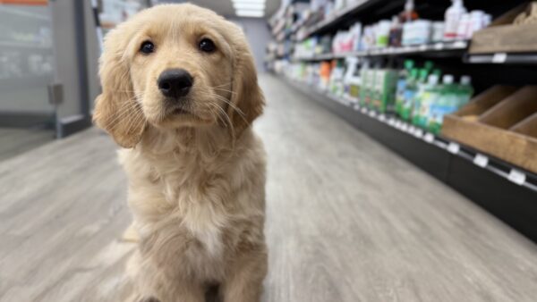 [#25131-02] Light Golden M Golden Retriever Puppies for Sale